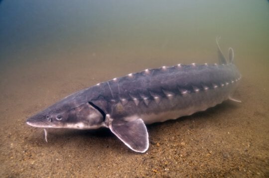 atlantic and shortnose sturgeon