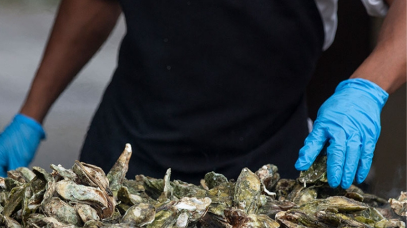 oysters