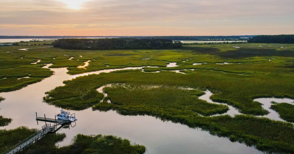 Oysters on the Marsh